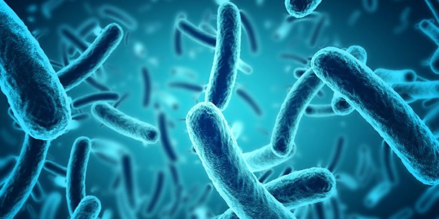 Bacillus Subtilis – Vi khuẩn đặc trưng trong men xử lý nước thải